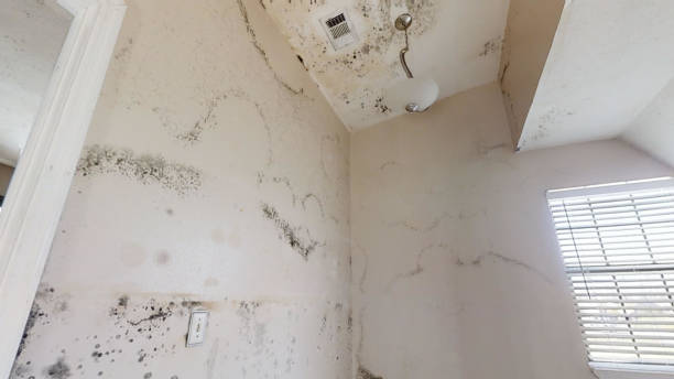 Best Forensic Mold Investigation  in Pioche, NV