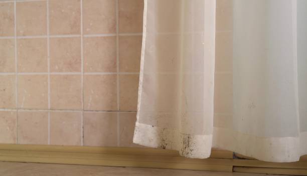 Best Mold Damage Restoration  in Pioche, NV