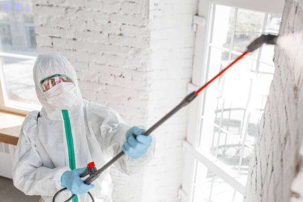 Best Crawl Space Mold Remediation  in Pioche, NV
