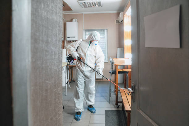 Best Mold Odor Removal Services  in Pioche, NV