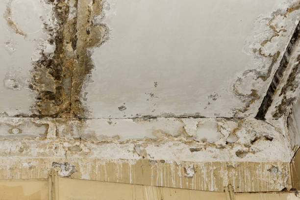 Best Asbestos and Lead Testing During Mold Inspection  in Pioche, NV