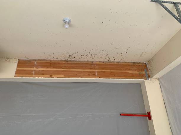 Best Biohazard Mold Removal  in Pioche, NV