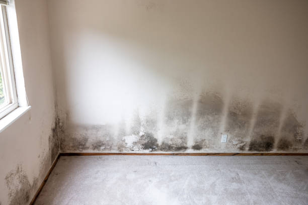 Best Post-Construction Mold Inspection  in Pioche, NV
