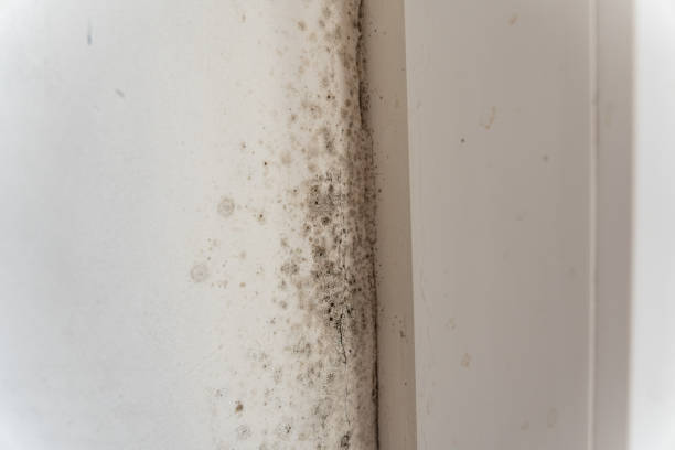 Best Mold-Related Health Consultation  in Pioche, NV