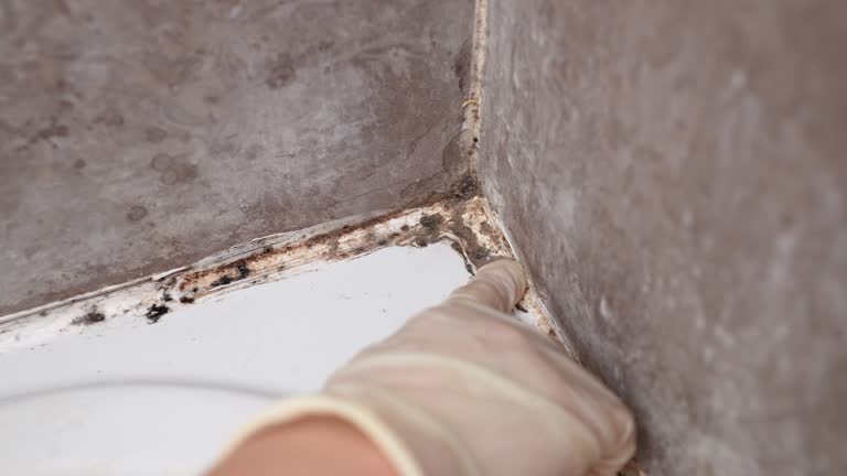 Reliable Pioche, NV Mold Removal Solutions