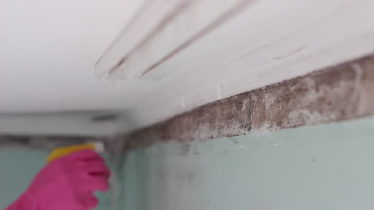 Best Residential Mold Inspection & Testing  in Pioche, NV